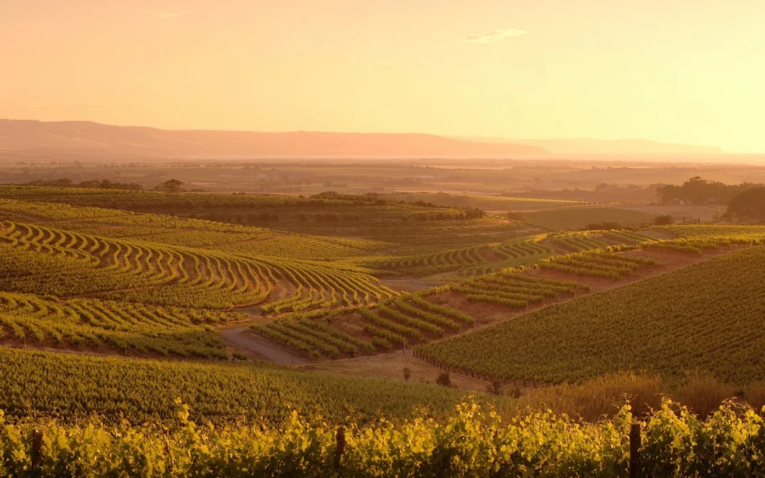 1/2 Day McLaren Vale Wine Tasting & Coast (Afternoon Tour) Image 5