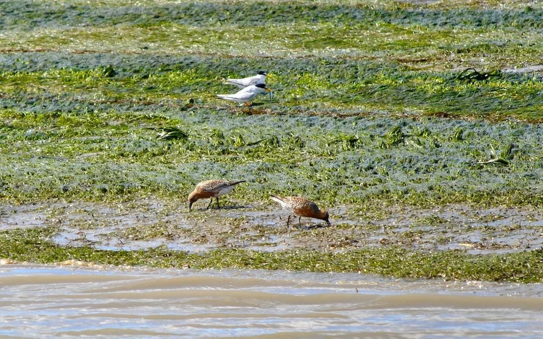 1-Hour Ria Formosa Eco Boat Tour Image 3