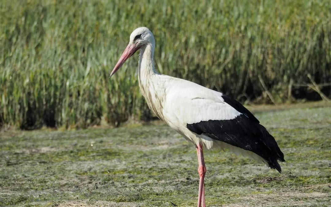 1-Hour Ria Formosa Eco Boat Tour Image 4
