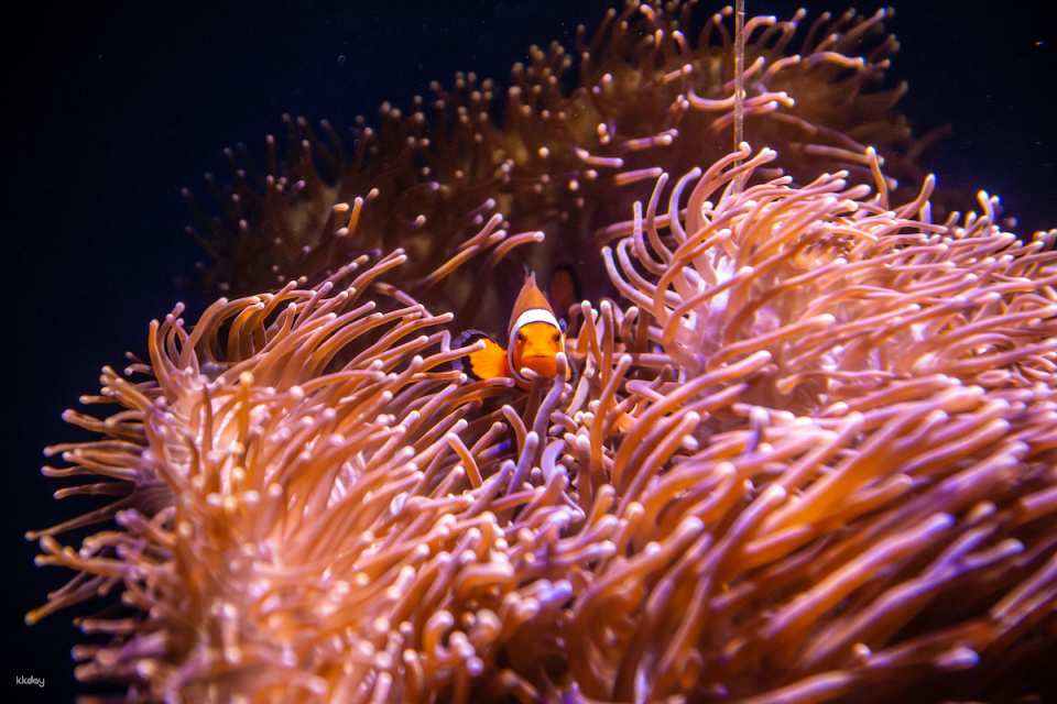 [10+ Group Only] [QR Direct Entry] SEA LIFE Sydney Aquarium Admission Ticket | Australia
