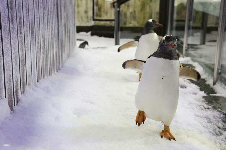 [10+ Group Only] [QR Direct Entry] SEA LIFE Sydney Aquarium Admission Ticket | Australia