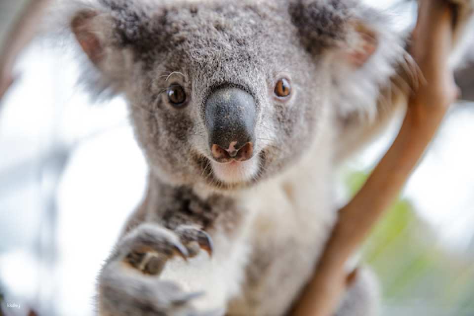 [10+ Group Only]  [QR Direct Entry] Sydney Attraction Combo Ticket - WIlD LIFE Zoo, Madame Tussauds, SEA LIFE Aquarium & Sydney Tower Eye Tickets | Australia