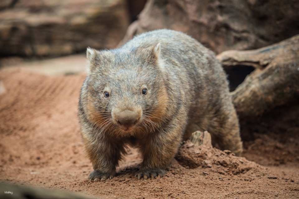 [10+ Group Only]  [QR Direct Entry] Sydney Attraction Combo Ticket - WIlD LIFE Zoo, Madame Tussauds, SEA LIFE Aquarium & Sydney Tower Eye Tickets | Australia