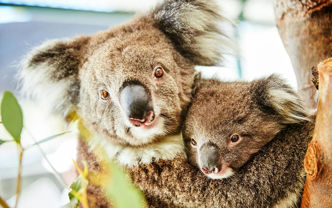 10-Hour Guided Tour of Australia's Pinnacles with Lunch & Round-Trip Hotel Transfers Image 2