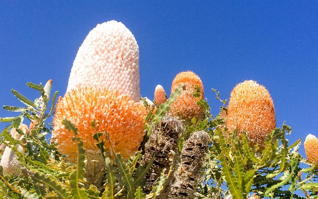 10-Hour Guided Tour of Australia's Pinnacles with Lunch & Round-Trip Hotel Transfers Image 3
