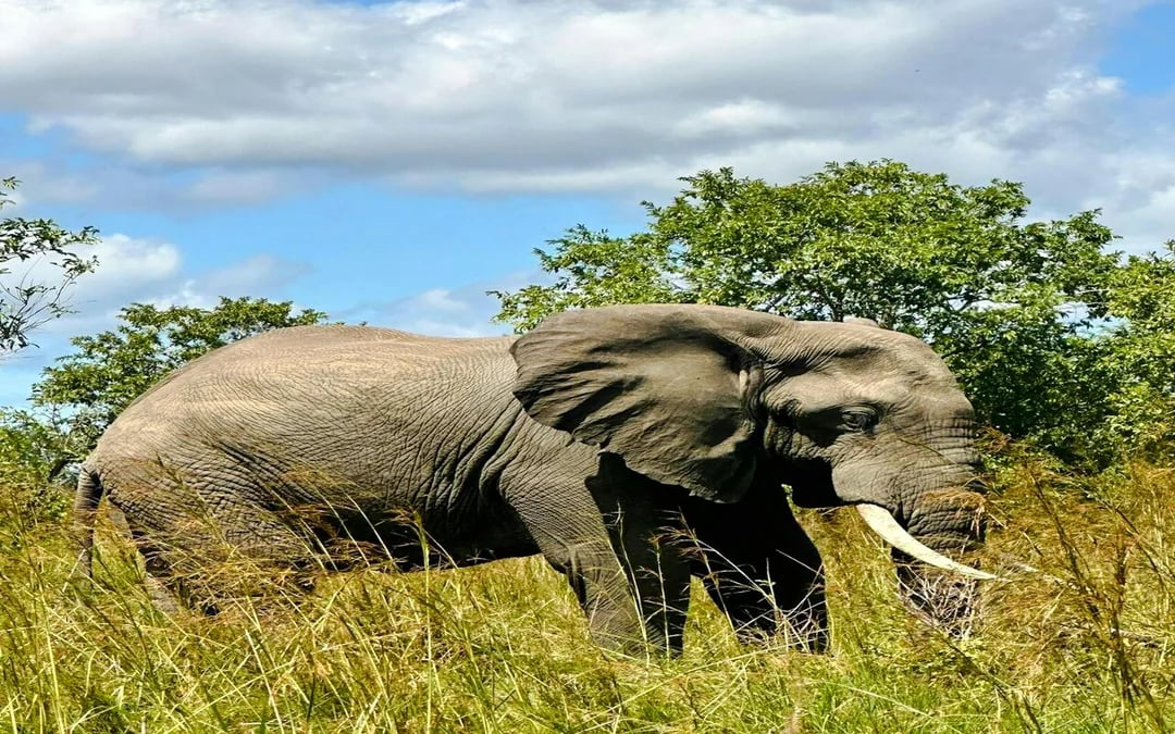 2-Day Nyerere National Park Safari from Zanzibar with Flights & Boat Safari Image 1