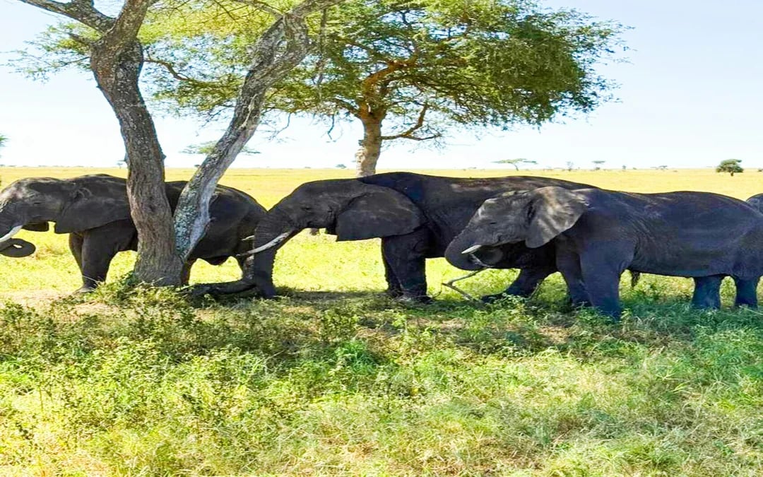 2-Day Nyerere National Park Safari from Zanzibar with Flights & Boat Safari Image 2