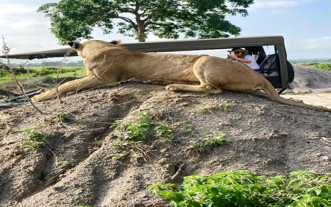2-Day Nyerere National Park Safari from Zanzibar with Flights & Boat Safari Image 4