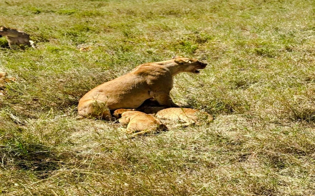 2-Day Nyerere National Park Safari from Zanzibar with Flights & Boat Safari Image 5