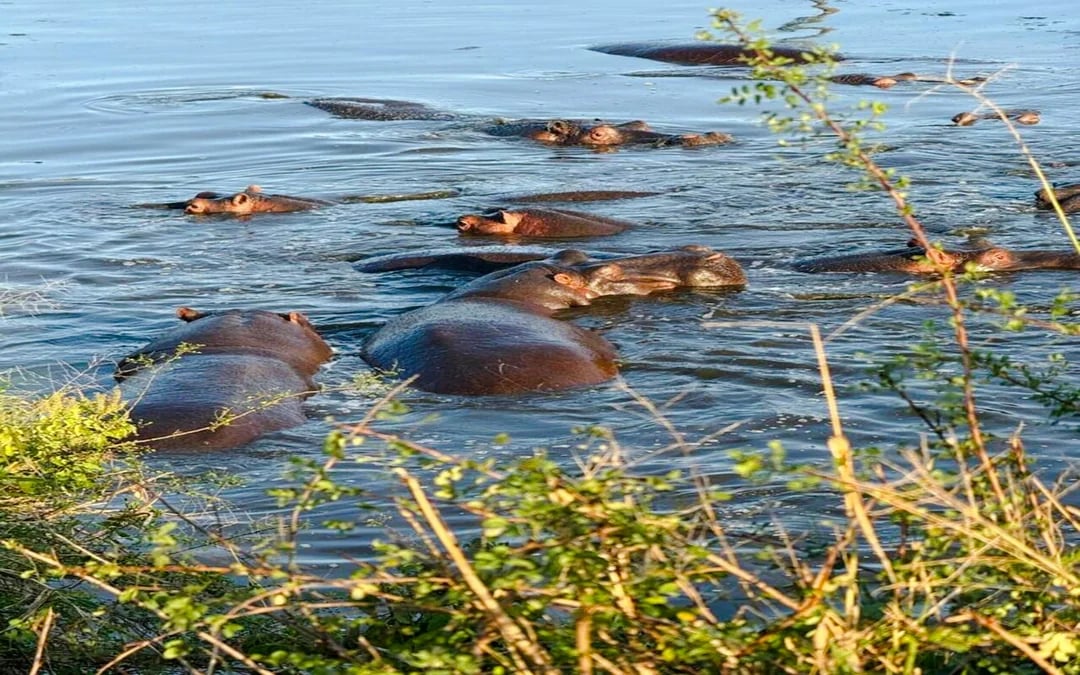 2-Day Nyerere National Park Safari from Zanzibar with Flights & Boat Safari Image 6