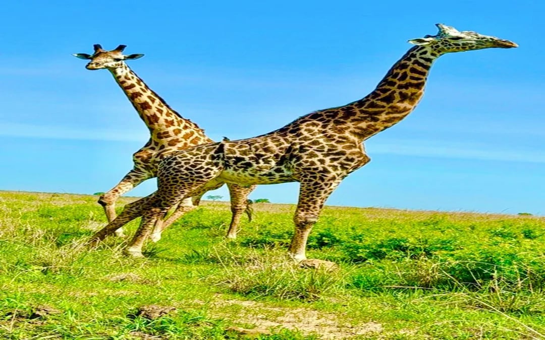 2-Day Nyerere National Park Safari from Zanzibar with Flights & Boat Safari Image 7