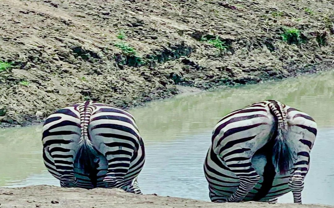 2-Day Nyerere National Park Safari from Zanzibar with Flights & Boat Safari Image 8