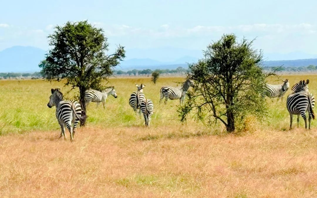 2-Day Nyerere National Park Safari from Zanzibar with Flights & Boat Safari Image 9