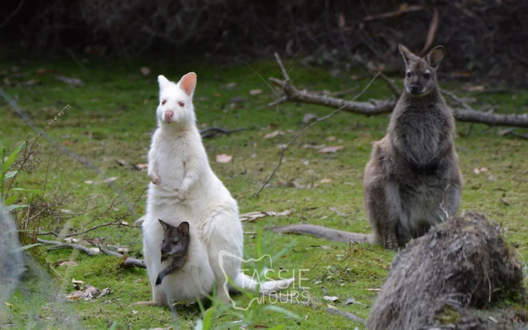 2 Day Tasmanian Highlights Bundle 2 - Hobart Highlights & Br Image 4