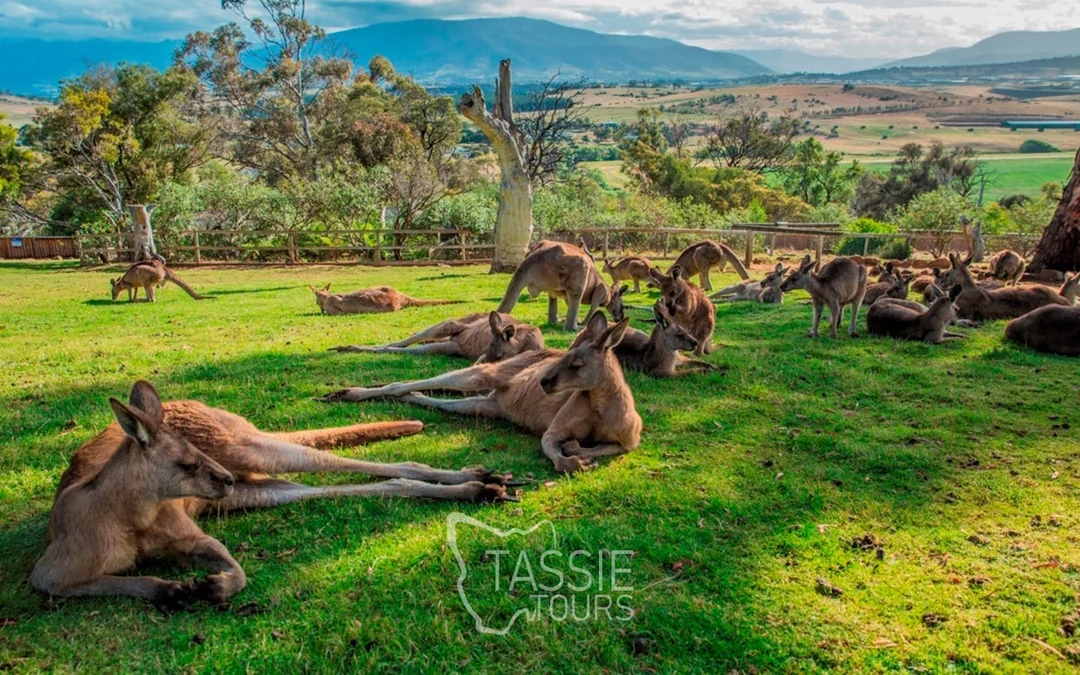 2 Day Tasmanian Highlights Bundle 3 - Bruny Island & Port Ar Image 4