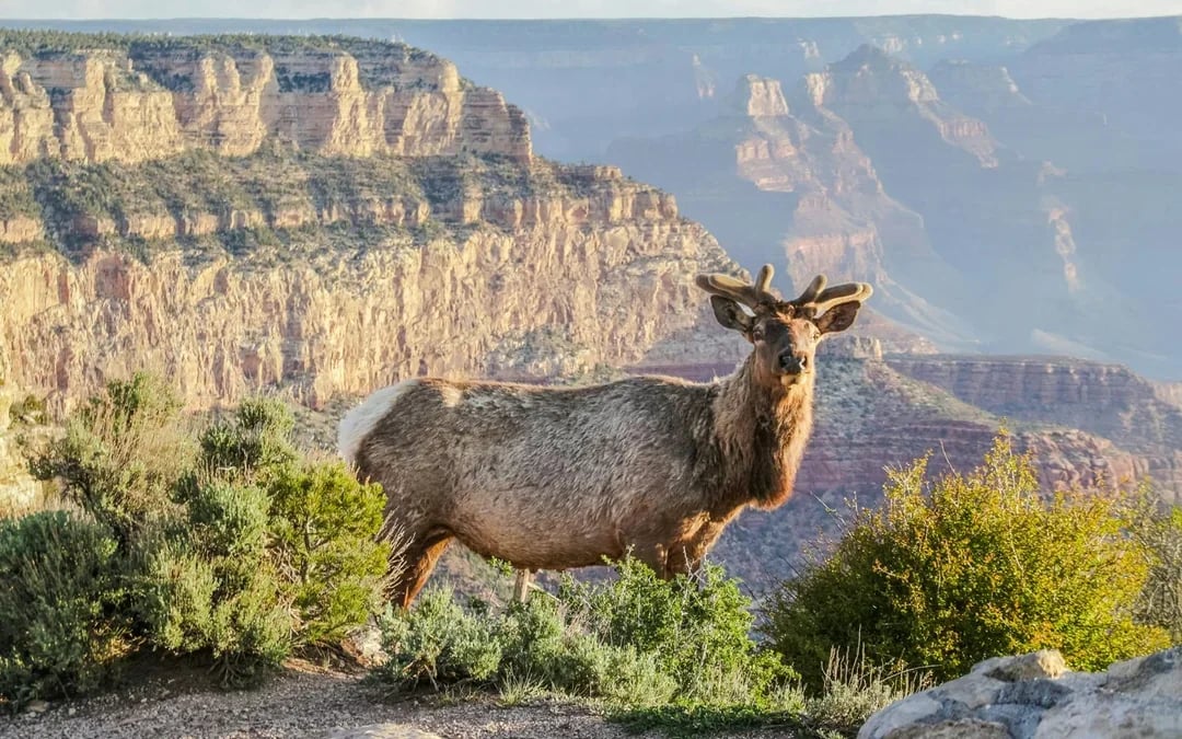 2-hour Grand Canyon National Park Hummer Tour Image 9