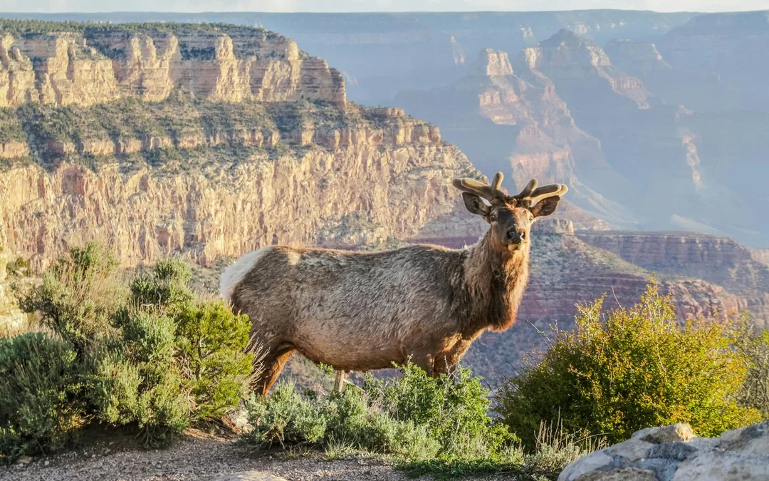 2-hour Grand Canyon National Park Hummer Tour Image 9