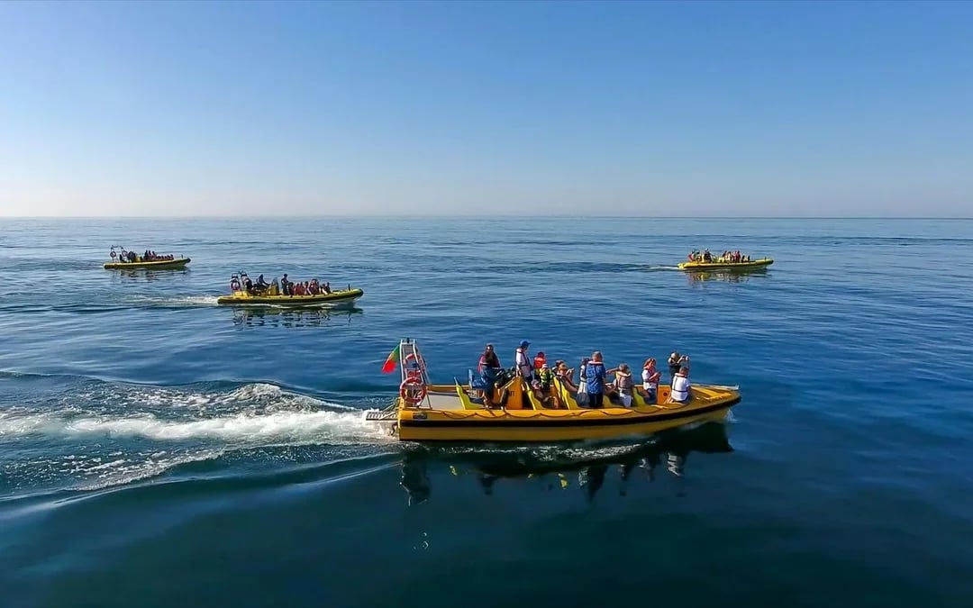 2 Hour Guided Dolphin Watching and Cave Cruise in Algarve Image 3