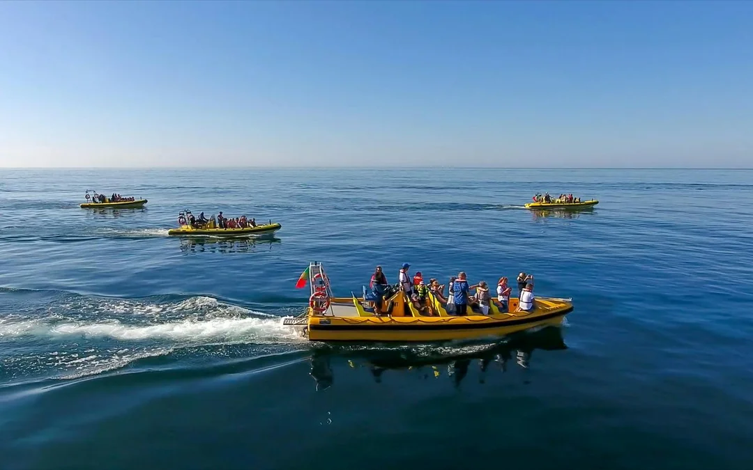2 Hour Guided Dolphin Watching and Cave Cruise in Algarve Image 3