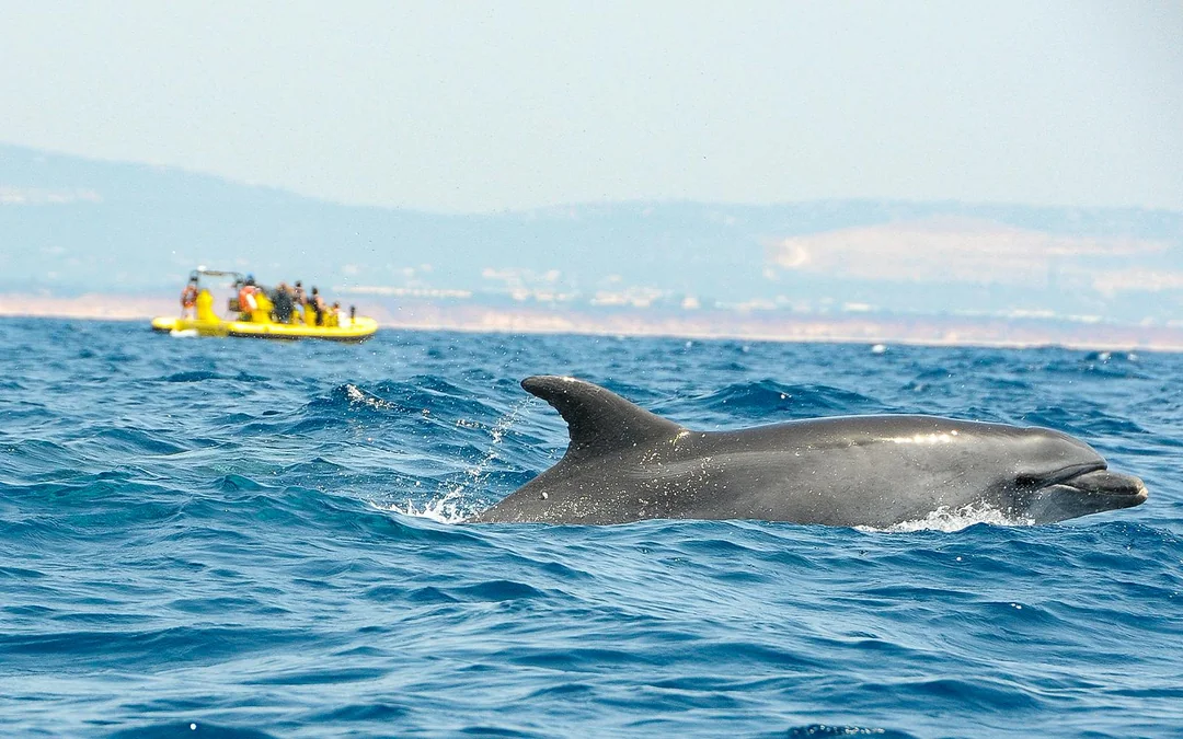 2 Hour Guided Dolphin Watching and Cave Cruise in Algarve Image 4