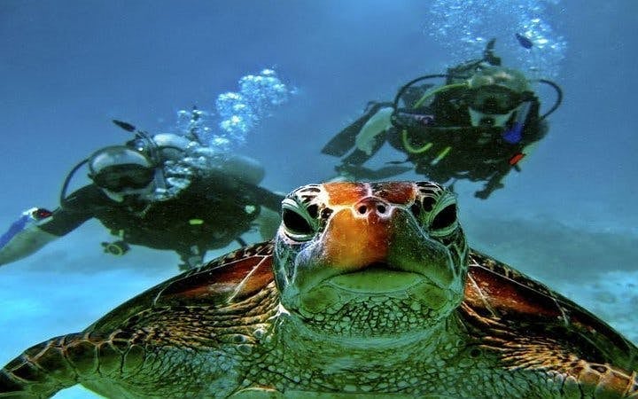 2 Stops Scuba Diving Full Day Boat Trip For Beginners With Lunch – Hurghada Image 9