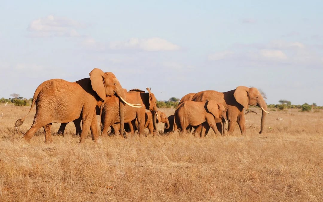 3-Day Tsavo East National Park Safari from Mombasa Image 3