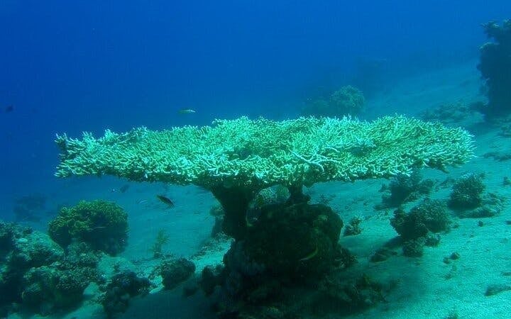 3 Pools Dahab Trip and Canyon By Bus & Camel Ride-Sharm El Sheikh Image 4