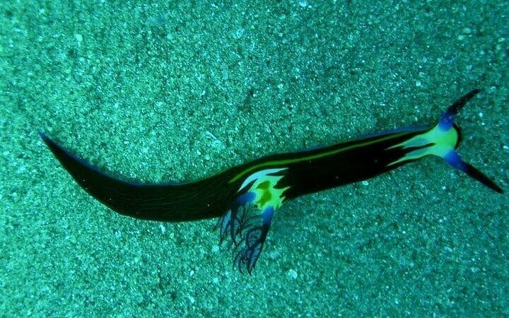 3 Pools Dahab Trip and Canyon By Bus & Camel Ride-Sharm El Sheikh Image 6