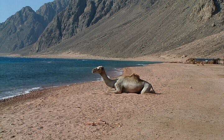 3 Pools Dahab Trip and Canyon By Bus & Camel Ride-Sharm El Sheikh Image 7