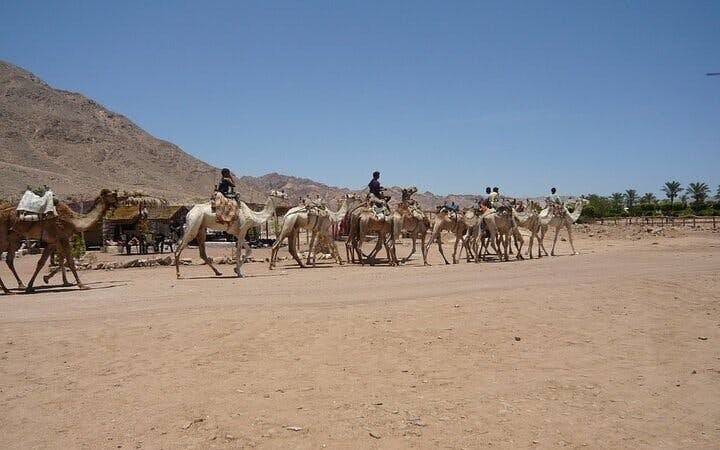 3 Pools Dahab Trip and Canyon By Bus & Camel Ride-Sharm El Sheikh Image 9