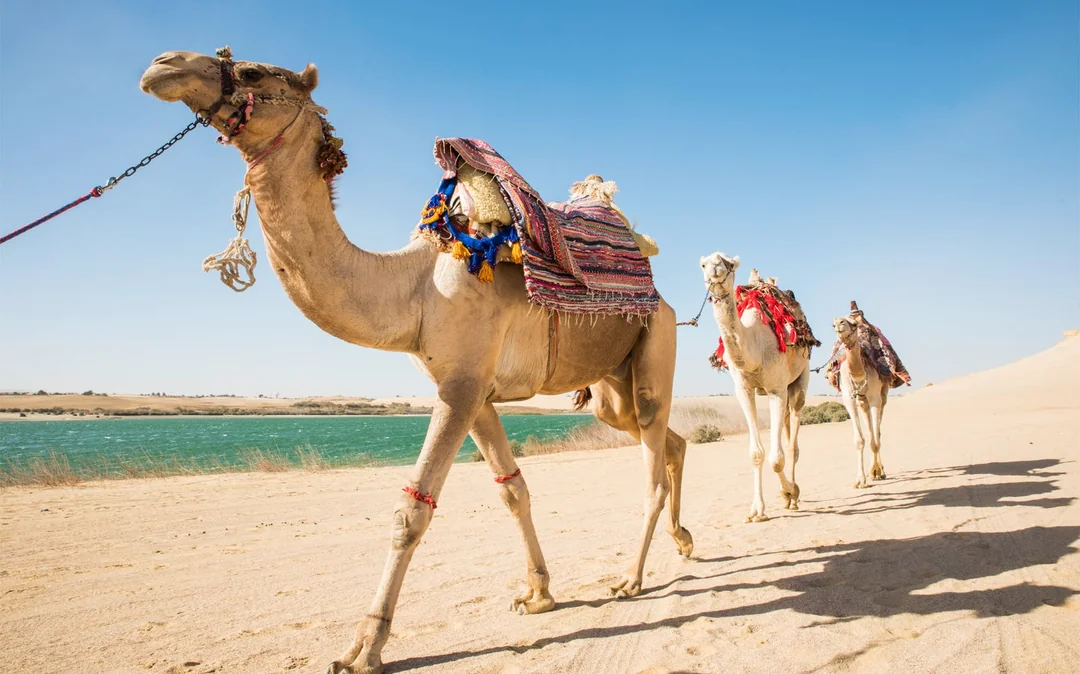 4x4 Desert Safari with Sandboarding & Camel Ride Tour from Cairo Image 4
