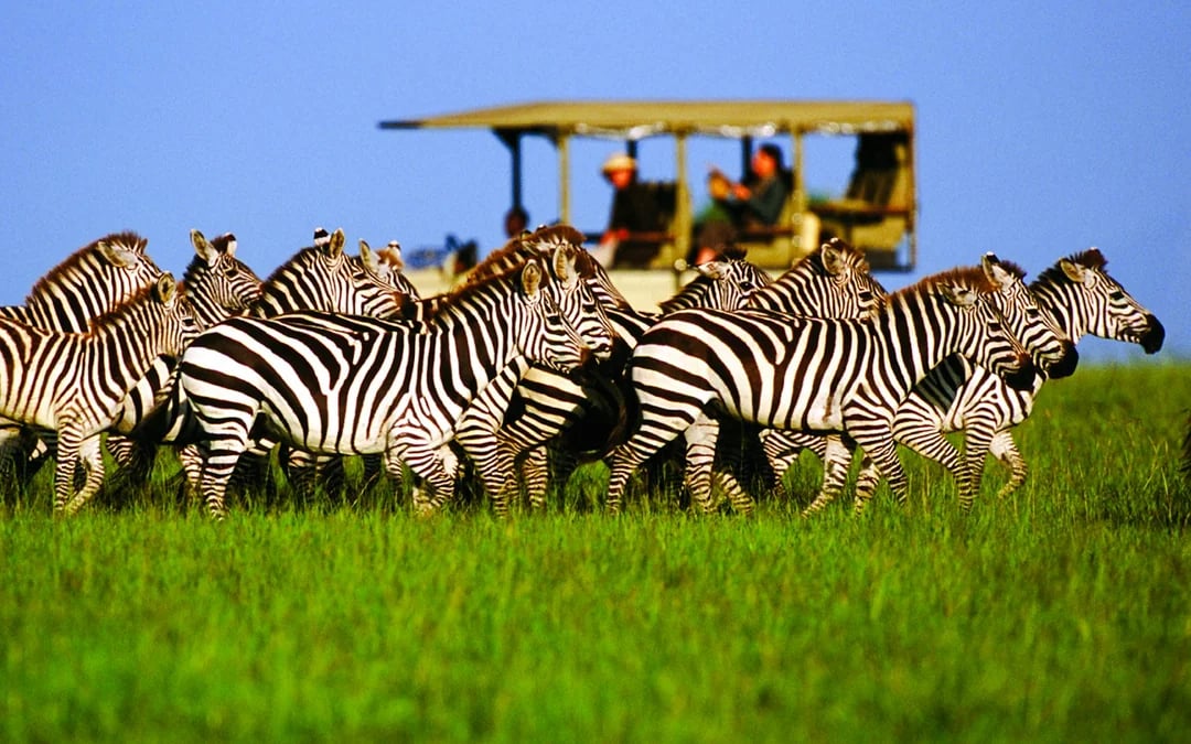 5-Day Tarangire, Serengeti & Ngorongoro Crater Safari from Arusha Image 1