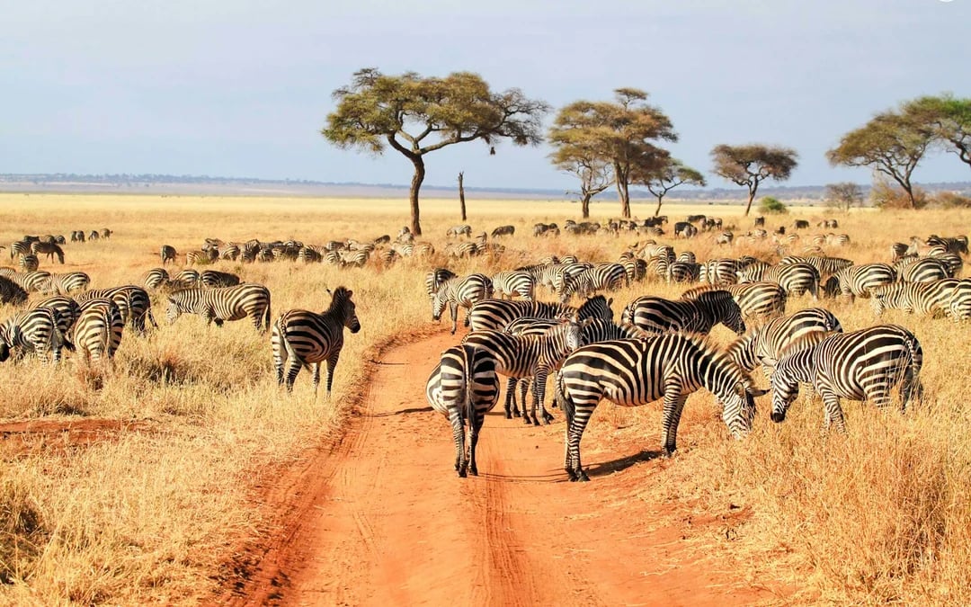 5-Day Tarangire, Serengeti & Ngorongoro Crater Safari from Arusha Image 3