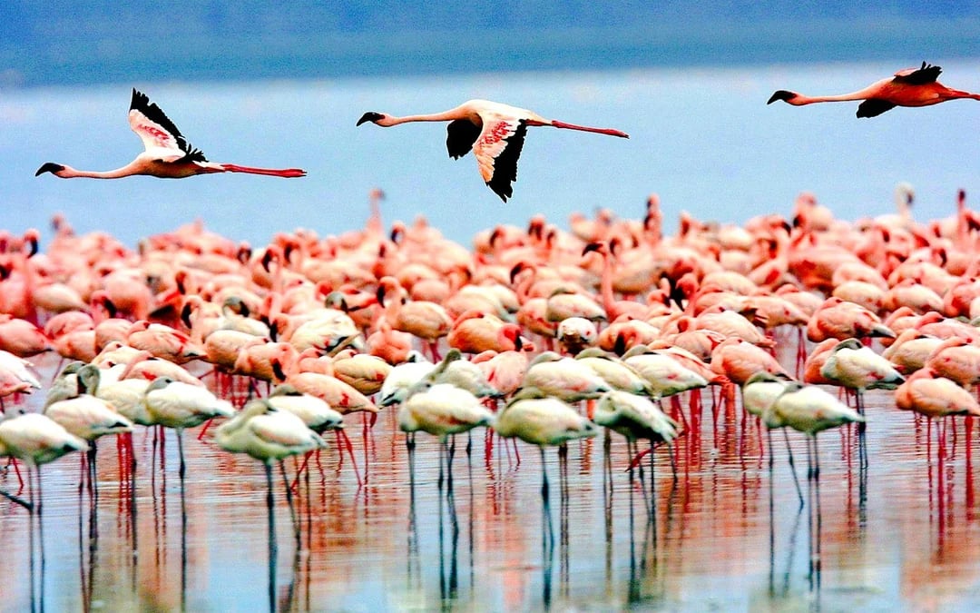 5-Day Tarangire, Serengeti & Ngorongoro Crater Safari from Arusha Image 4