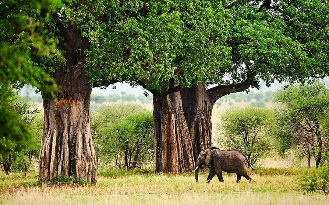 5-Day Tarangire, Serengeti & Ngorongoro Crater Safari from Arusha Image 5