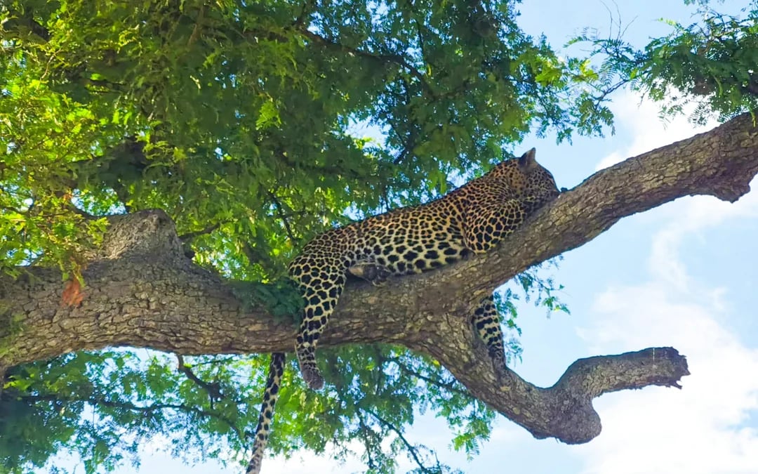 5-Day Tarangire, Serengeti & Ngorongoro Crater Safari from Arusha Image 6