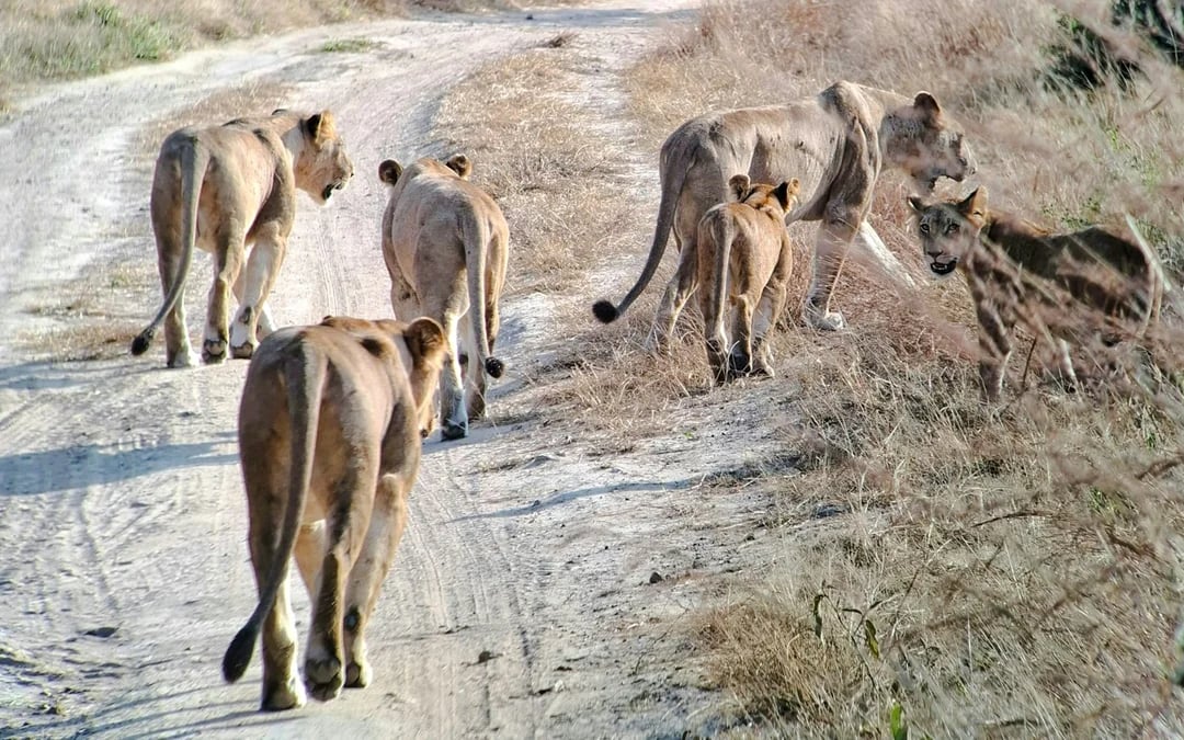 5-Day Tarangire, Serengeti & Ngorongoro Crater Safari from Arusha Image 10
