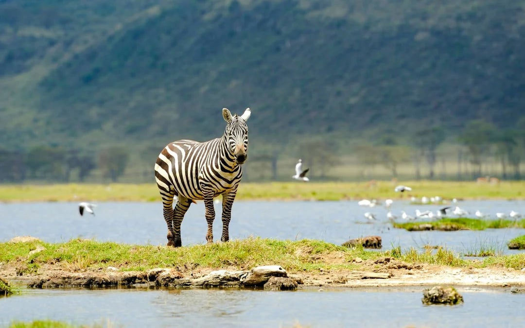 6-Day Tanzania Safari: Serengeti and Ngorongoro Crater Image 1