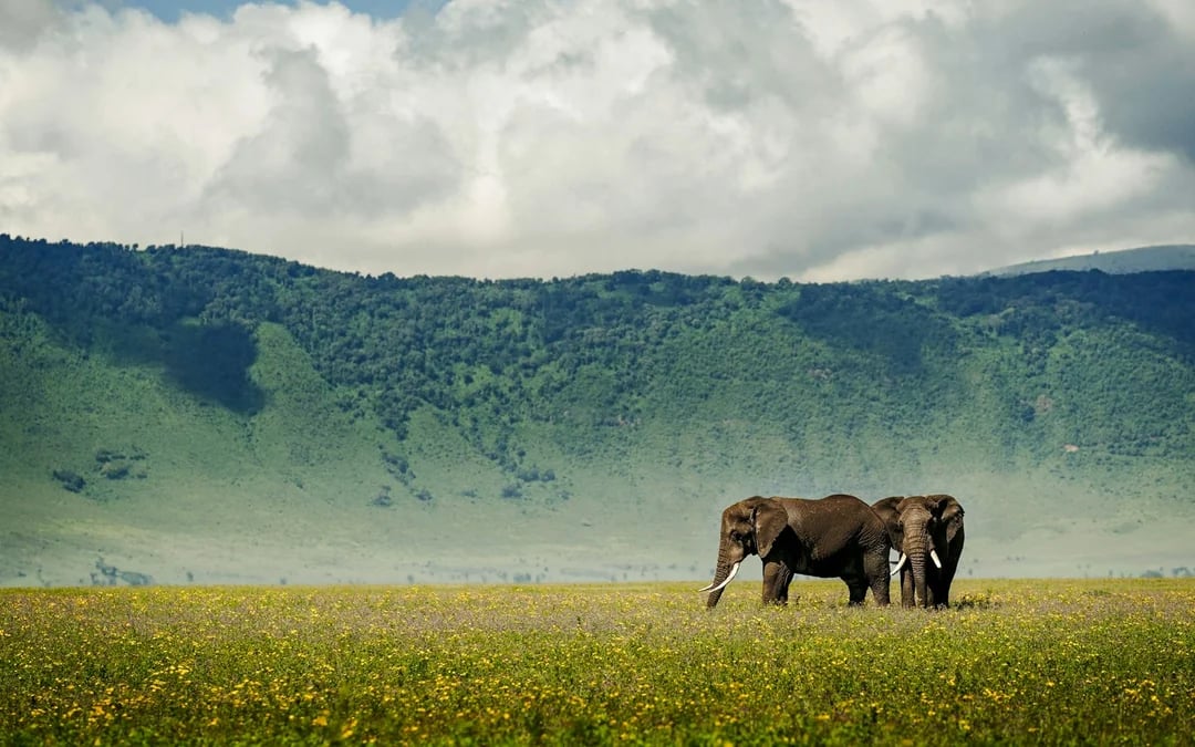 6-Day Tanzania Safari: Serengeti and Ngorongoro Crater Image 2