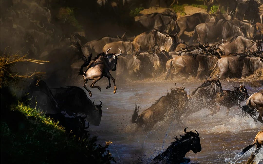 6-Day Tanzania Safari: Serengeti and Ngorongoro Crater Image 4