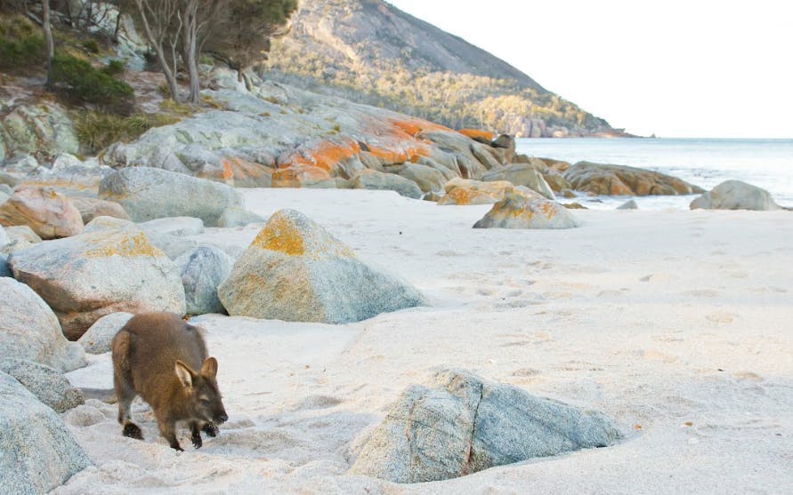 A Day At Wineglass Bay - Launceston to Hobart Image 10