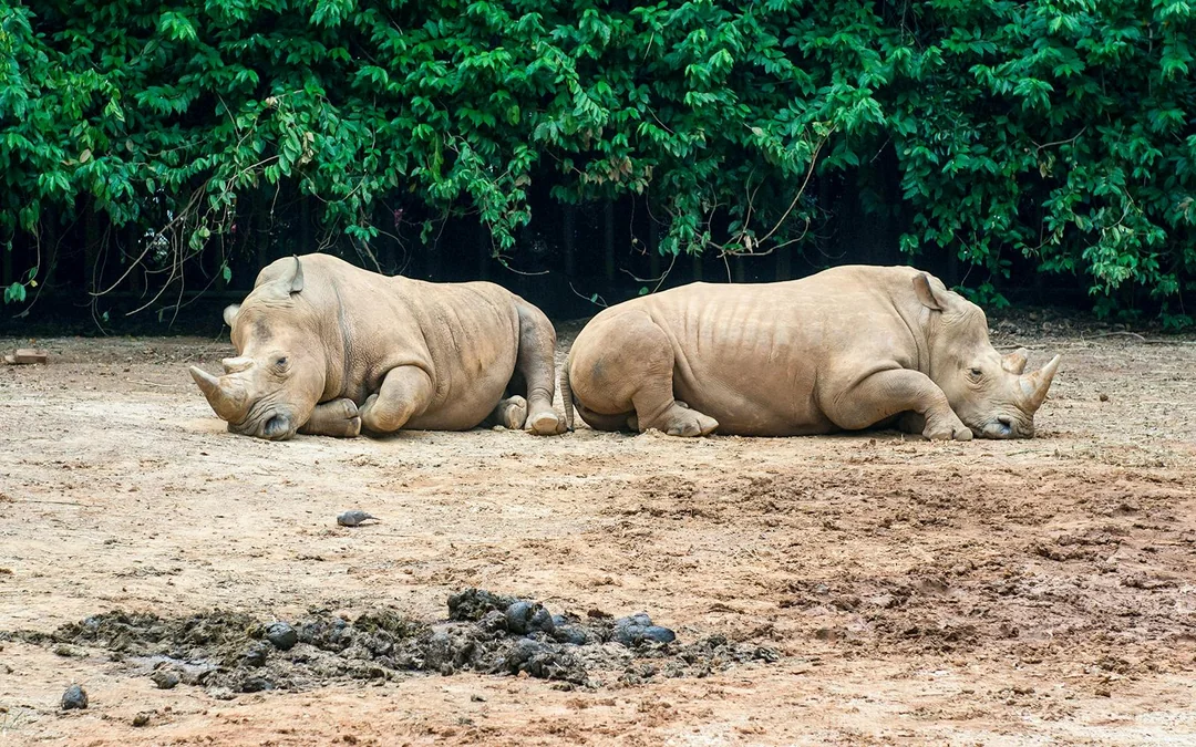 A'Famosa Safari Wonderland Tickets Image 3