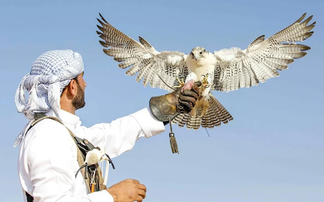 Abu Dhabi Premium Desert Safari with BBQ Dinner, Camel Ride and Sandboarding Image 6