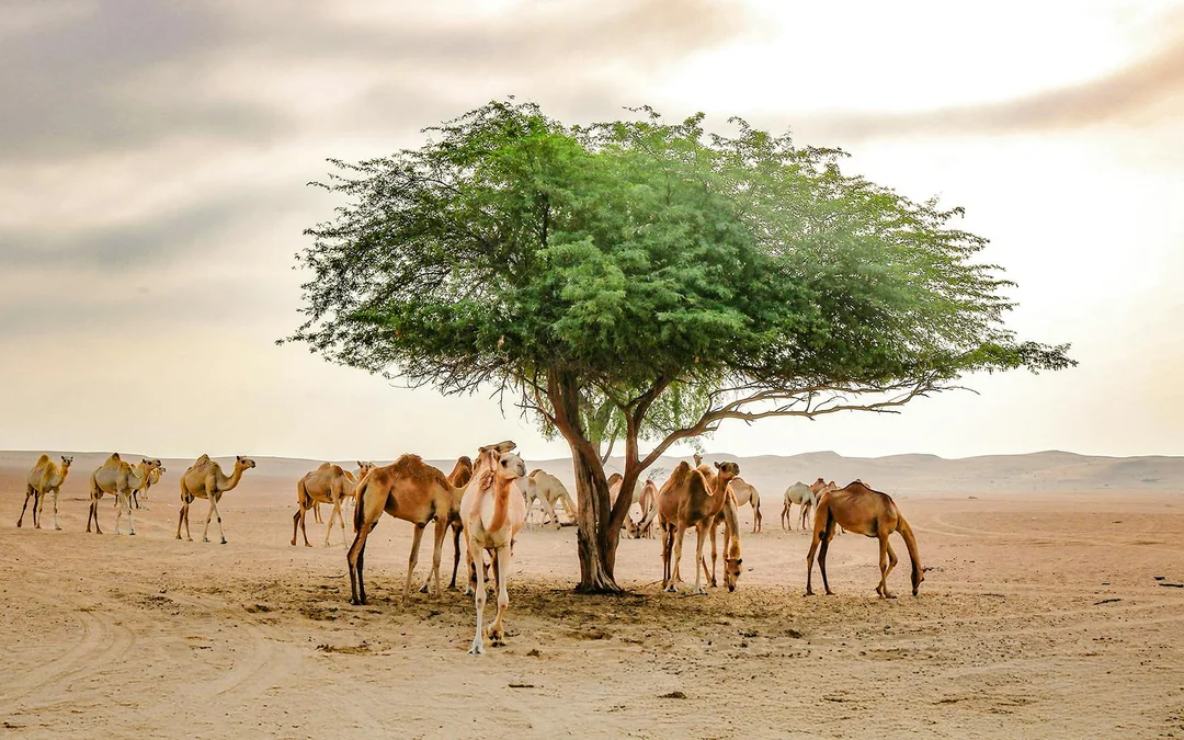 Abu Dhabi Sunrise Desert Safari with 4x4 Dune Bashing & Sandboarding Image 2