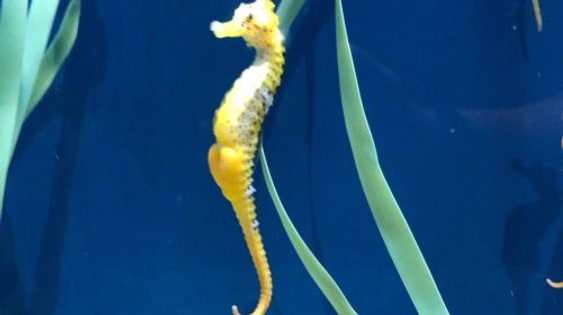Acuario do Grove