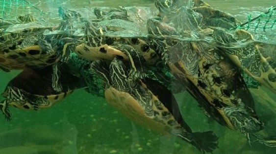 Acuario do Grove
