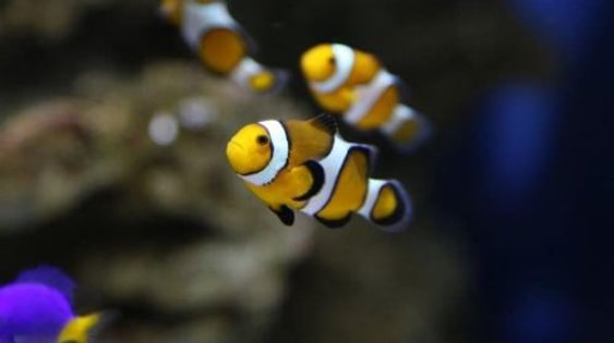 Acuario do Grove