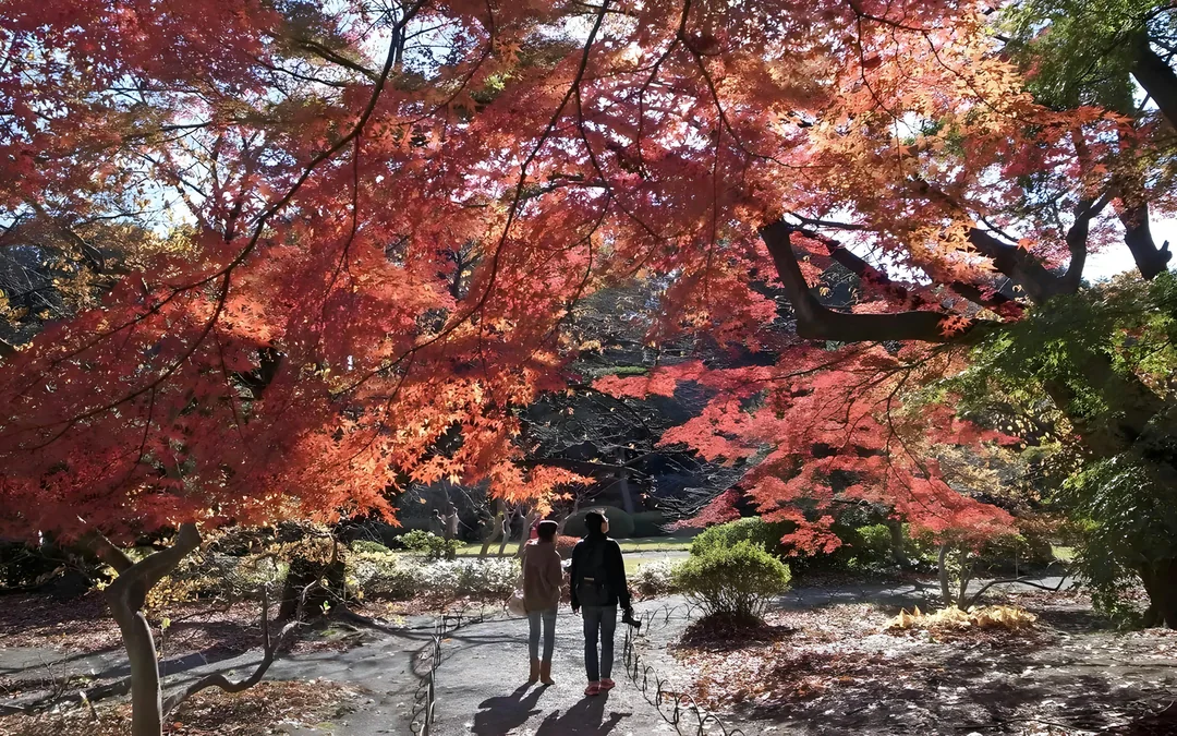 Admission Tickets to Shinjuku Gyoen National Garden Image 3