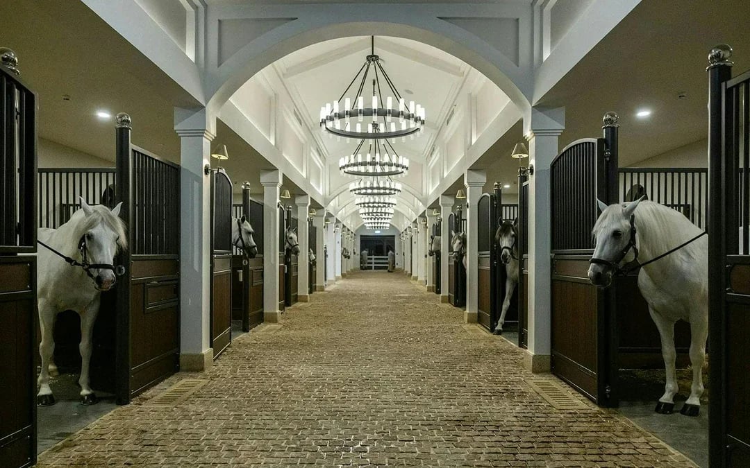 ADREA: Abu Dhabi Royal Equestrian Arts Guided Tour Image 12