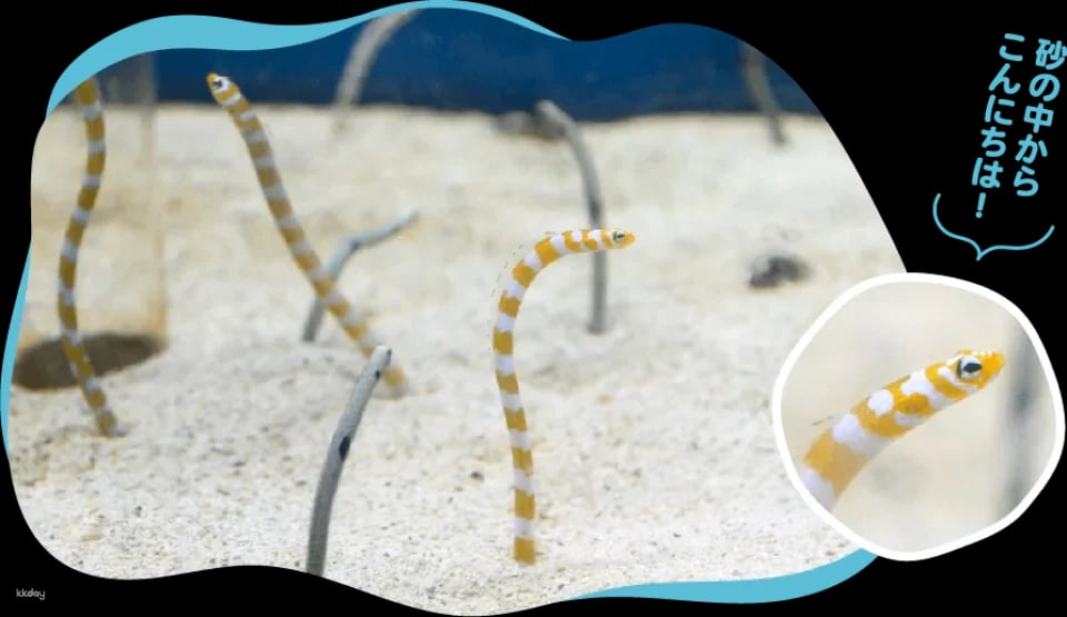 [Advance Tickets] Shin Sapporo Sunpiazza Aquarium Advance Ticket Reservations (Sapporo, Hokkaido)